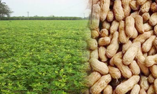 விளைச்சல் அதிகரிப்பால்சேலத்துக்கு நிலக்கடலை வரத்து அதிகரிப்பு