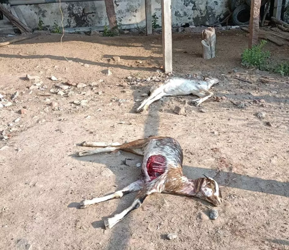 விளாத்திகுளத்தில் வெறிநாய் கடித்ததில் 2 ஆடுகள் பலி விளாத்திகுளத்தில் வெறிநாய் கடித்ததில் 2 ஆடுகள் பலி