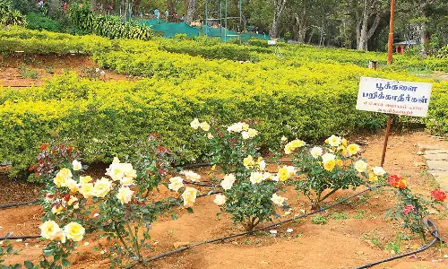 ஏற்காட்டில் பூத்து குலுங்கும் 650 வகையான ரோஜா மலர்கள்- கண்டு மகிழ்ந்த சுற்றுலா பயணிகள்