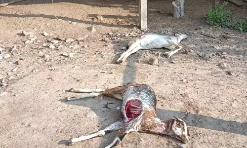 விளாத்திகுளத்தில் வெறிநாய் கடித்ததில் 2 ஆடுகள் பலி