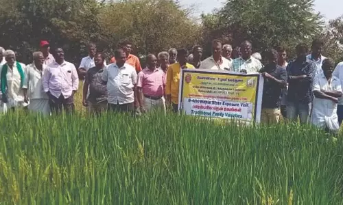 பாரம்பரிய நெல்ரகத்தை பார்வையிட்ட திண்டுக்கல் விவசாயிகள்