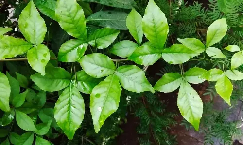 வில்வ மரம்... வளர்த்தால், வழிபட்டால் தீரும் பிரச்சனைகள்...