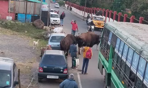 கோத்தகிரியில் சாலைகளில் உலா வரும் காட்டெருமைகள்