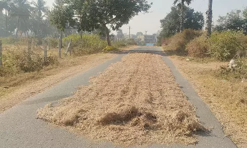 கொள்ளு விளைச்சல் அமோகம்