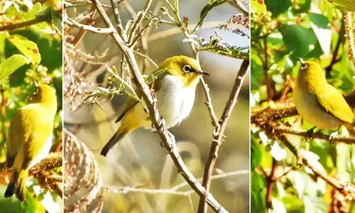 கொடைக்கானலில் வசந்த காலத்தை வரவேற்கும் தேன் சிட்டுக்குருவிகள் முகாம்