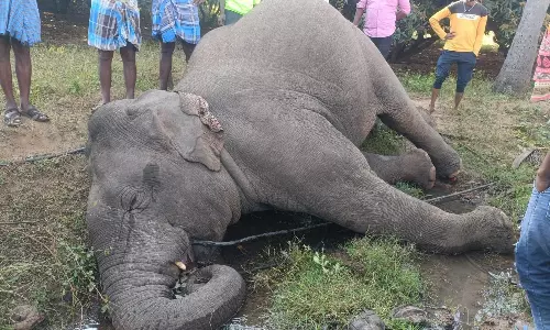 ராயக்கோட்டை அருகே மின்சாரம் தாக்கி யானை பலி