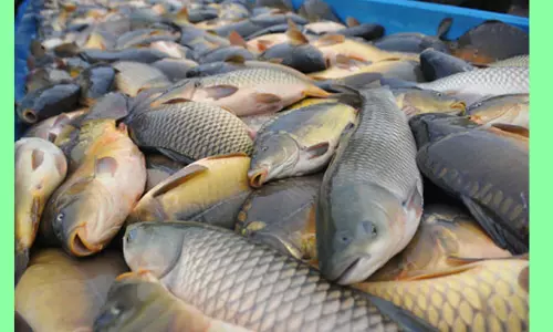 1 கிலோ மீன்கள் ரூ.600 வரை விற்பனை