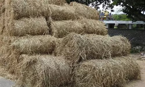 வைக்கோல் விற்பனை அமோகம்