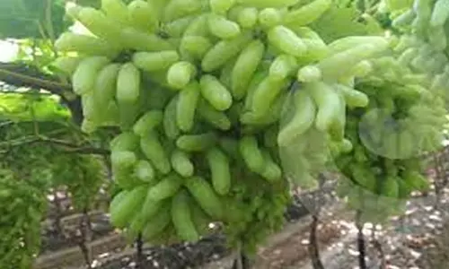 சேலம் மார்க்கெட்டுக்கு 30 டன் திராட்சை வரத்து