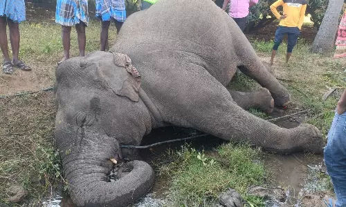 மின்சாரம் தாக்கி யானை சாவு