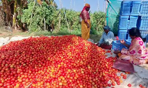 விளைச்சல் அதிகரிப்பால் தக்காளி விலை குறைவு