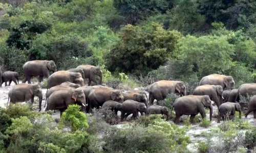 தேன்கனிக்கோட்டை வனப்பகுதியில் 80 யானைகள் முகாம்
