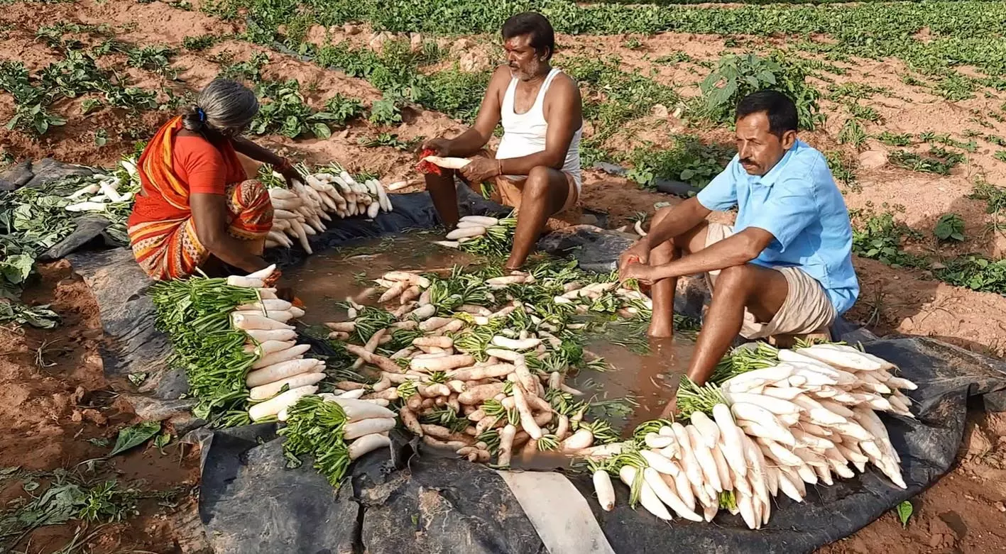 விளைச்சல் அதிகரிப்பால் முள்ளங்கி விலை சரிவு