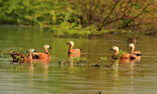 நல்லாற்றில் வரும் கழிவுகளால் நஞ்சராயன்குளம் பாதிக்கும்  அபாயம்