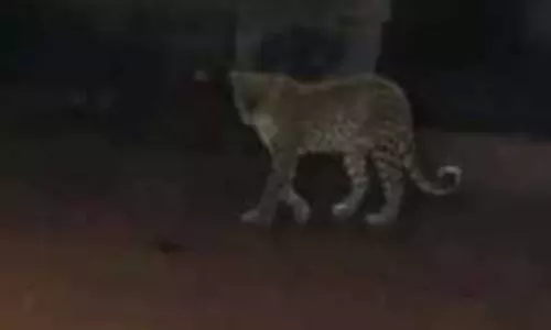 தனியார் கல்லூரி அருகே நடமாட்டம்- கண்காணிப்பு கேமராவில் பதிவான சிறுத்தை புலி