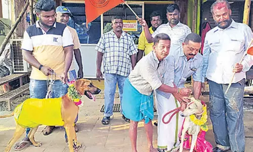 காதலர் தினத்திற்கு எதிர்ப்பு தெரிவித்து நாய்களுக்கு திருமணம் செய்த இந்து முன்னணியினர்