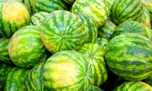 தர்பூசணி விலை உயர்வு- கிலோ ரூ.120-க்கு விற்பனை