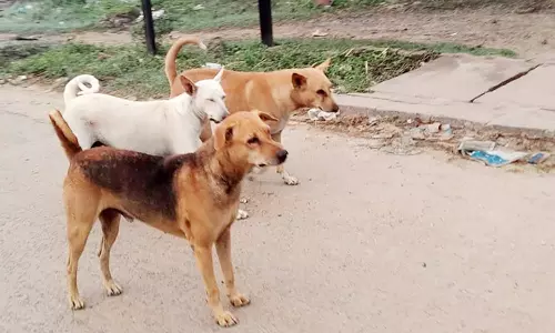 தெருக்களில் சுற்றித்திரியும் நாய்களால் பொதுமக்கள் கடும் அவதி