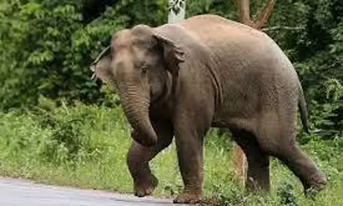 யானை தாக்கி ஆடு மேய்ப்பவர் படுகாயம்