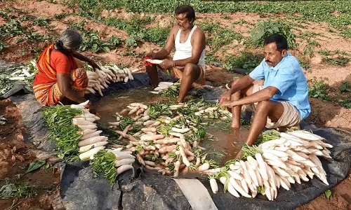 விளைச்சல் அதிகரிப்பால் முள்ளங்கி விலை சரிவு