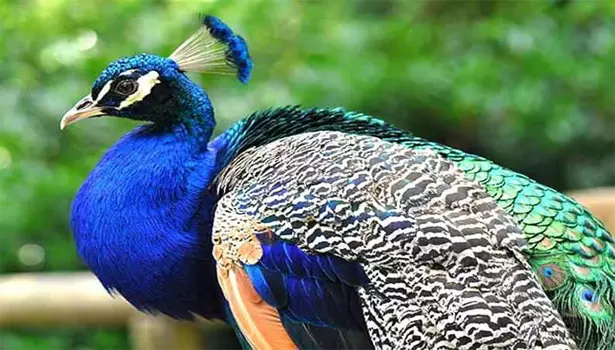 கோதுமலை அடிவாரத்தில் ரெயிலில் அடிப்பட்டு 2 மயில்கள் பலி கோதுமலை அடிவாரத்தில் ரெயிலில் அடிப்பட்டு 2 மயில்கள் பலி