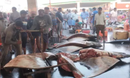 குளச்சல் விசைப்படகில் சிக்கிய 4 ராட்சத திருக்கை மீன்