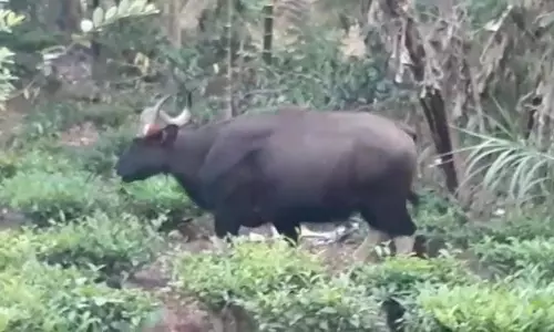 குடியிருப்பு பகுதியில் உலா வரும் காட்டெருமை