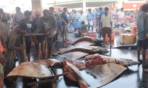 விசைப்படகில் சிக்கிய 4 ராட்சத திருக்கை மீன்- போட்டி போட்டு வாங்கி சென்ற வியாபாரிகள்