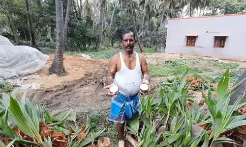 தேங்காய் பூவுக்காக தென்னங்கன்றுகள் வாங்க வியாபாரிகள் ஆர்வம்