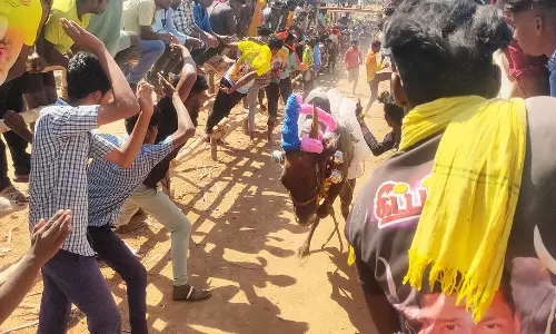 பேடர்பள்ளி கிராமத்தில்  எருது விடும் விழா