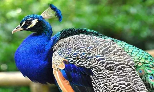 கோதுமலை அடிவாரத்தில் ரெயிலில் அடிப்பட்டு 2 மயில்கள் பலி