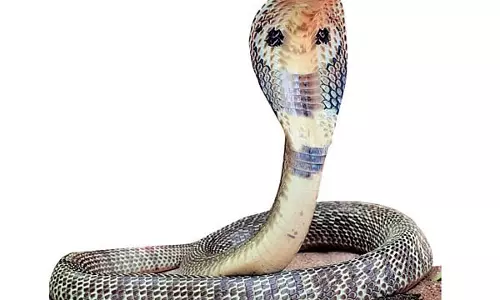 தனியார் பஸ்சுக்குள் புகுந்த பாம்பால் பரபரப்பு