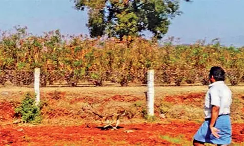 விவசாய தோட்டத்திற்குள் சிக்கிய புள்ளிமான் பலி