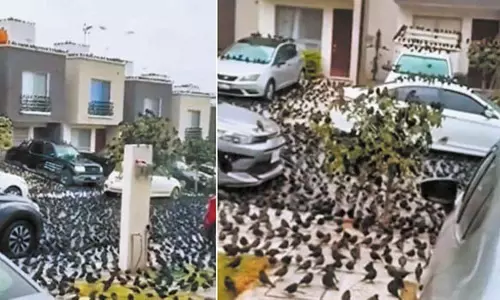 ஜப்பானில் விசித்திர நிகழ்வு- தீவு முழுவதும் சூழ்ந்த ஆயிரக்கணக்கான காகங்கள்: இயற்கை பேரழிவுக்கான அறிகுறியா?