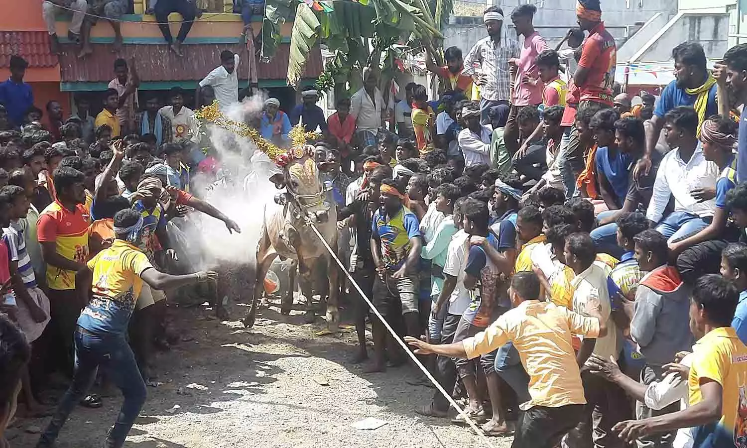 காளைகள் முட்டி 20 பேர் காயம்