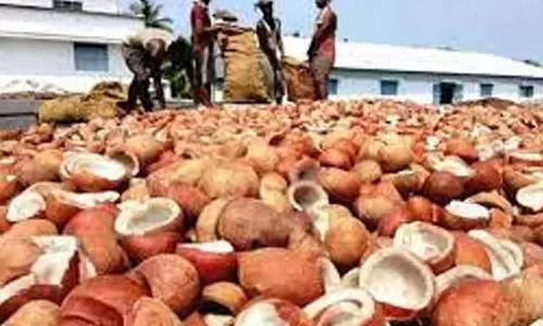 வெள்ளகோவிலில் ரூ. 38 லட்சத்திற்கு தேங்காய் பருப்பு ஏலம்