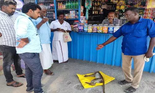 வேப்பூர் அருகே விஷம் கலந்த உணவை சாப்பிட்ட குரங்குக்கு சிகிச்சை