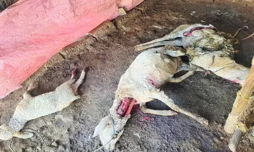 மர்ம விலங்கை கண்டுபிடிக்க வனப் பகுதியில் பொருத்தப்பட்டுள்ள கேமராக்கள் ஆய்வு