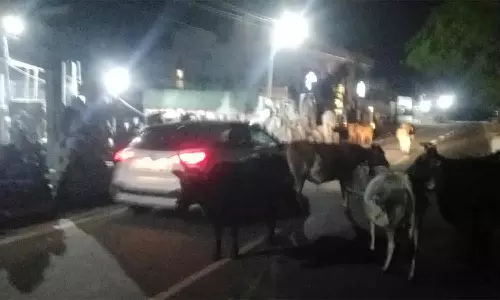 மாமல்லபுரத்தில் இரவில் சுற்றித்திரியும் மாடுகளால் சுற்றுலா வாகன ஓட்டிகள் அவதி