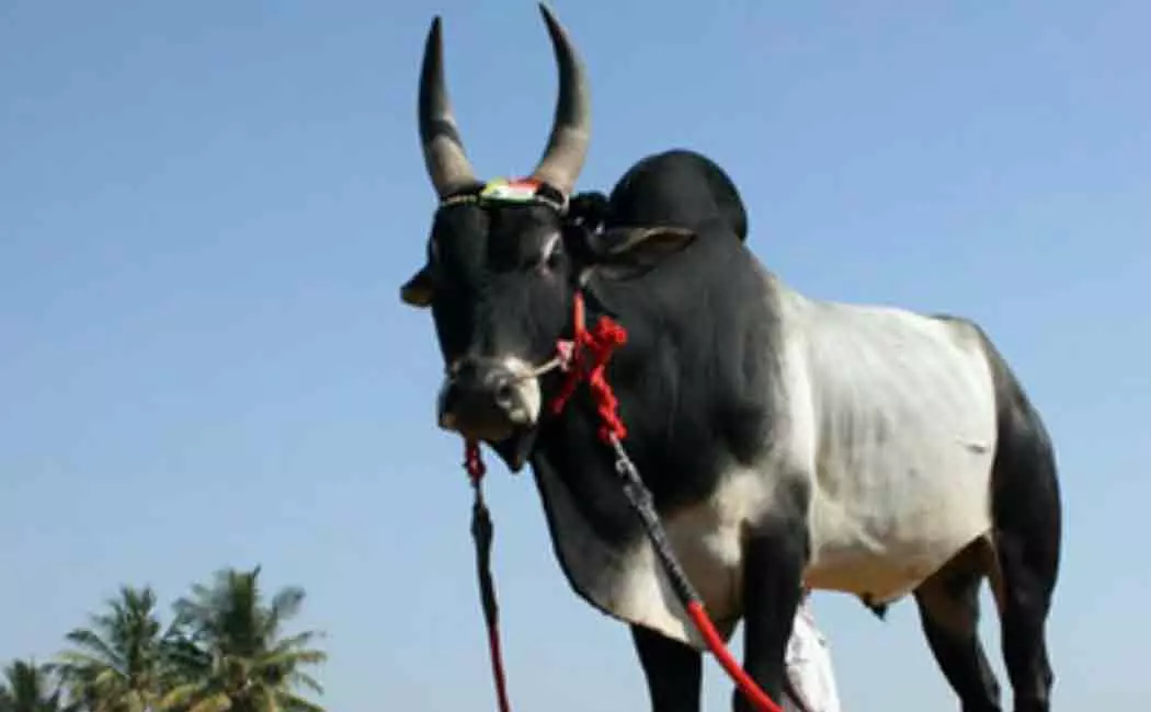 வேலூரில் 2-ம் கட்டமாக எருது விடும் விழா வேலூரில் 2-ம் கட்டமாக எருது விடும் விழா