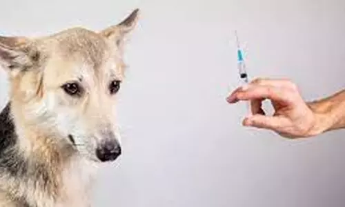 கால்நடை மருந்தகங்களில் வெறிநாய் தடுப்பூசி தட்டுப்பாடு