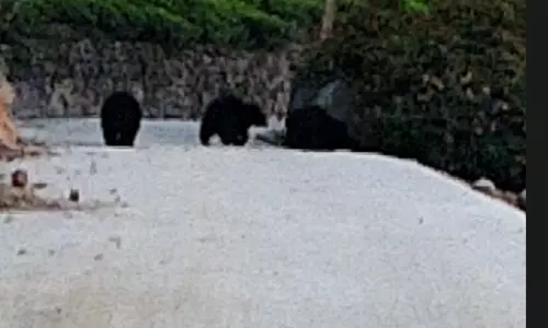 கோத்தகிரி அருகே குட்டிகளுடன் உலா வந்த கரடி