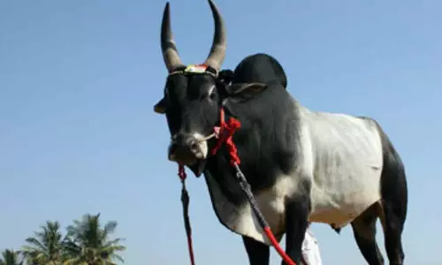 வேலூரில் 2-ம் கட்டமாக எருது விடும் விழா