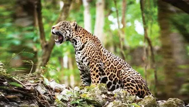 பரமத்திவேலூரில் அட்டகாசம் செய்த சிறுத்தை புலி இடம் மாறியது? பரமத்திவேலூரில் அட்டகாசம் செய்த சிறுத்தை புலி இடம் மாறியது?