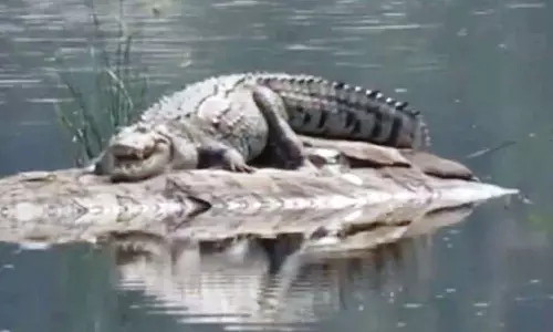 தாராபுரம் அமராவதி ஆற்றில் முதலையை  தேடும் பணி தீவிரம்