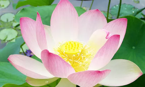 மகா சிவராத்திரியையொட்டி பூ மார்க்கெட்டில் வரலாற்றில் முதல் முறையாக ஒரு தாமரைப்பூ 50 ரூபாய்க்கு விற்பனை