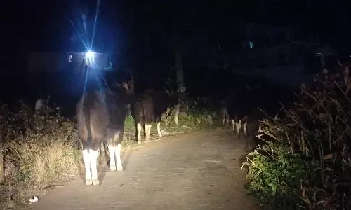 குடியிருப்பு பகுதிகளில் உலா வரும் காட்டு எருமைகள்