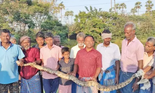 முக்கூடல் அருகே 8 அடி நீள மலைப்பாம்பு பிடிபட்டது