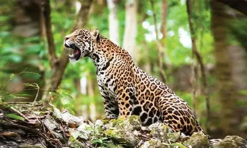 பரமத்திவேலூரில் அட்டகாசம் செய்த  சிறுத்தை புலி இடம் மாறியது?