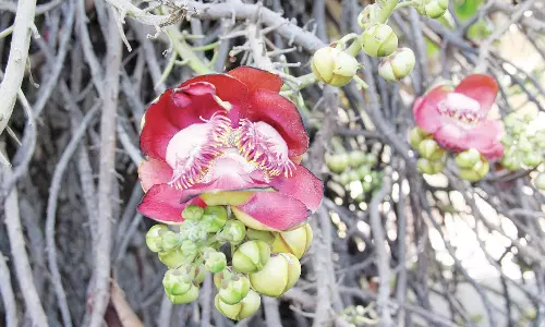 சிவரத்திரி நாளில் பரவசம்: சேலத்தில் மலர்ந்த நாகலிங்க பூ- பக்தர்கள் தரிசனம்